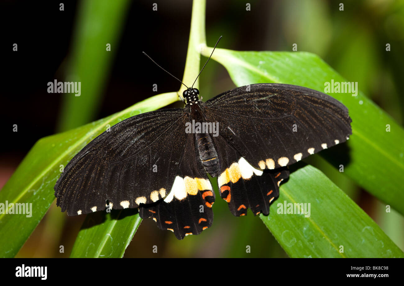 Papilio Polytes, gemeinsame Mormone. Die wunderschöne tropischen Schmetterling sitzt auf Anlage. Stockfoto