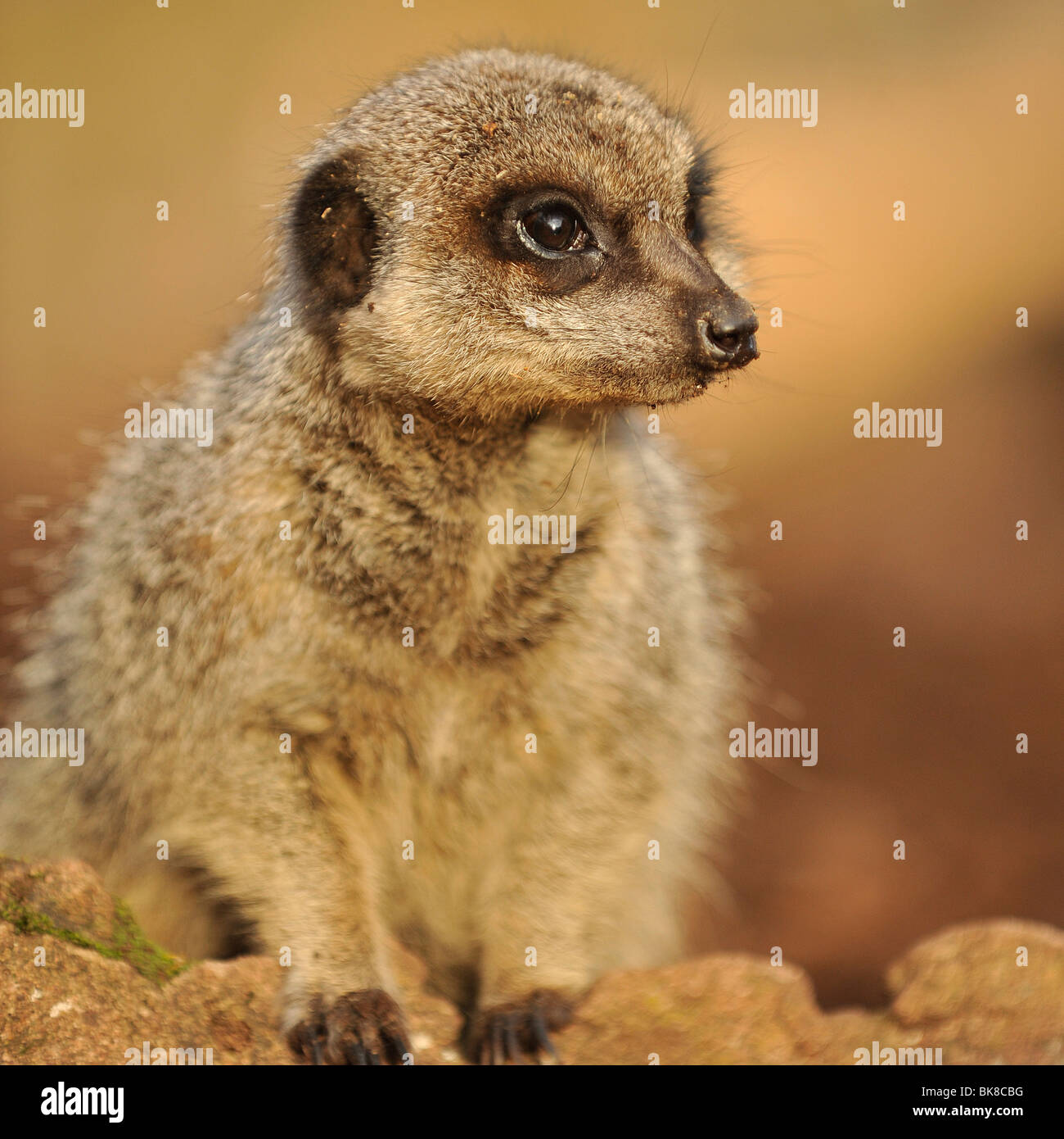 Erdmännchen Stockfoto