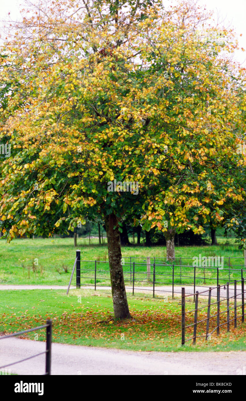 Muckross House and Gardens, County Kerry, Irland, im September 2009. Stockfoto