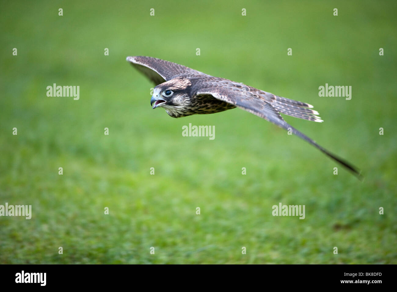 Lanner Falcon (Falco Biarmicus) fliegen, Vulkan-Eifel, Rheinland-Pfalz, Deutschland, Europa Stockfoto