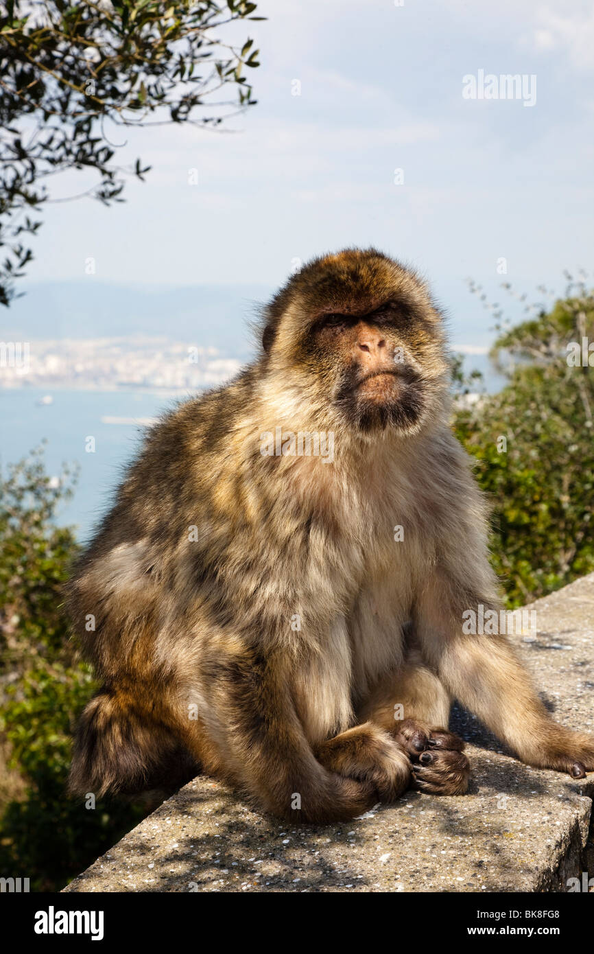 Barbary macaque Affen auf den Felsen von Gibraltar, Stockfoto