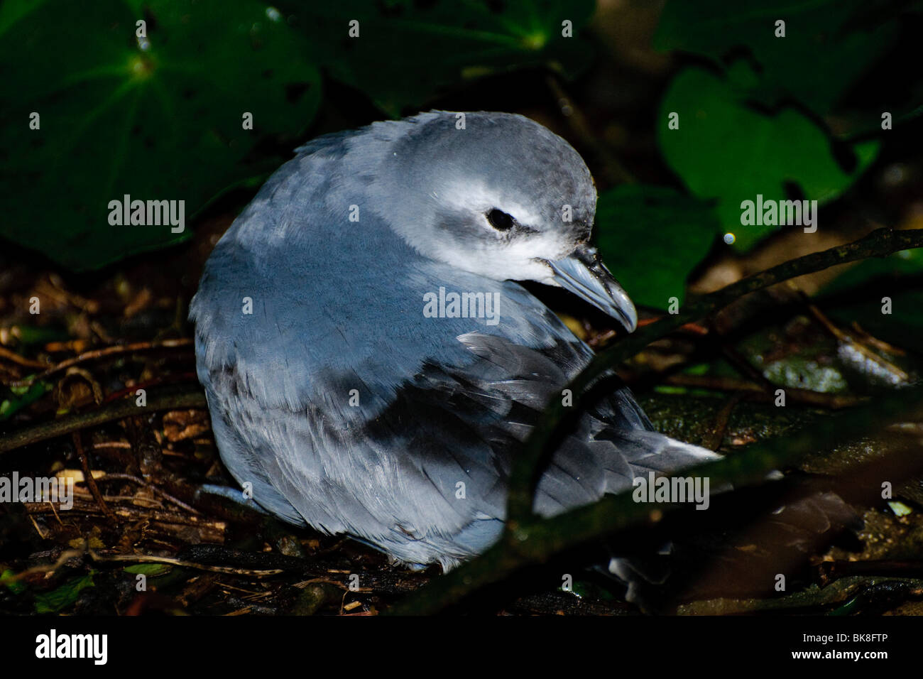 Fee Prion [Pachyptila Turtur] unterwegs zu seiner Schlafplatz Burrow. Stockfoto