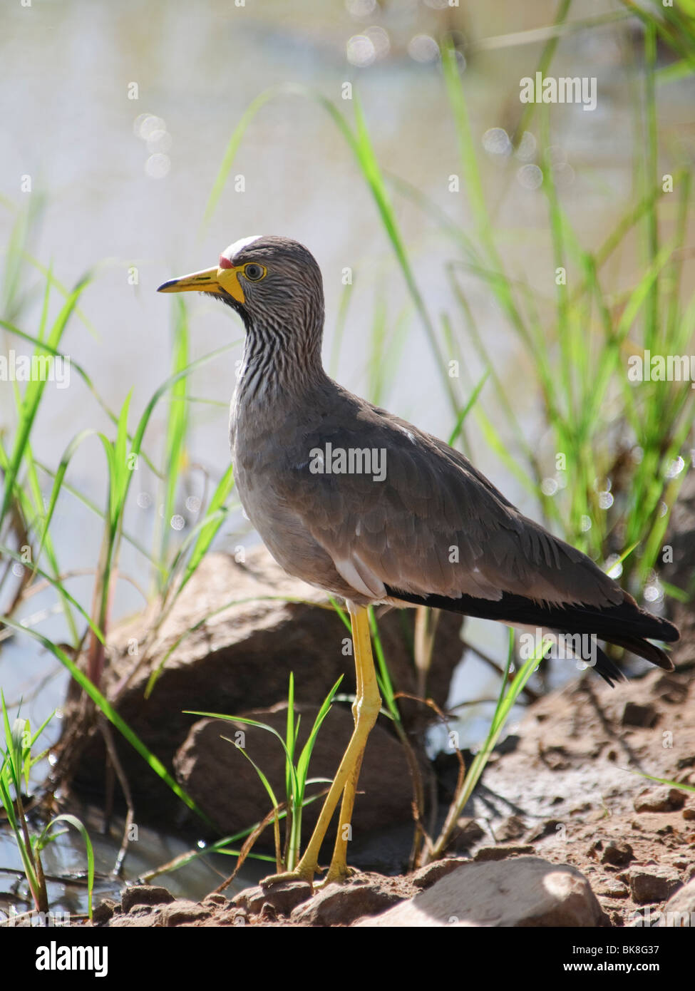 Afrikanische Flecht-Kiebitz Vanellus senegallus Stockfoto