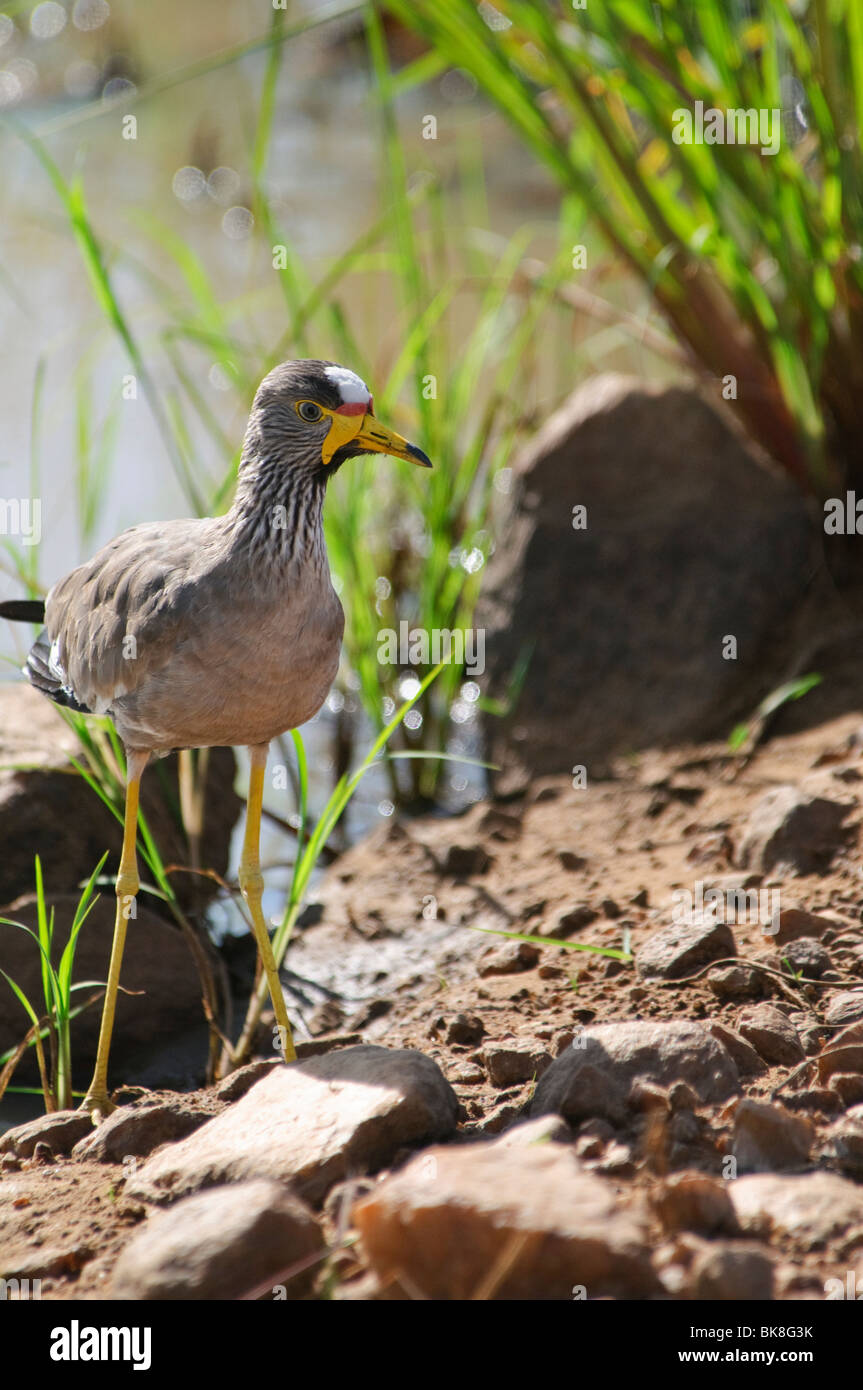 Afrikanische Flecht-Kiebitz Vanellus senegallus Stockfoto