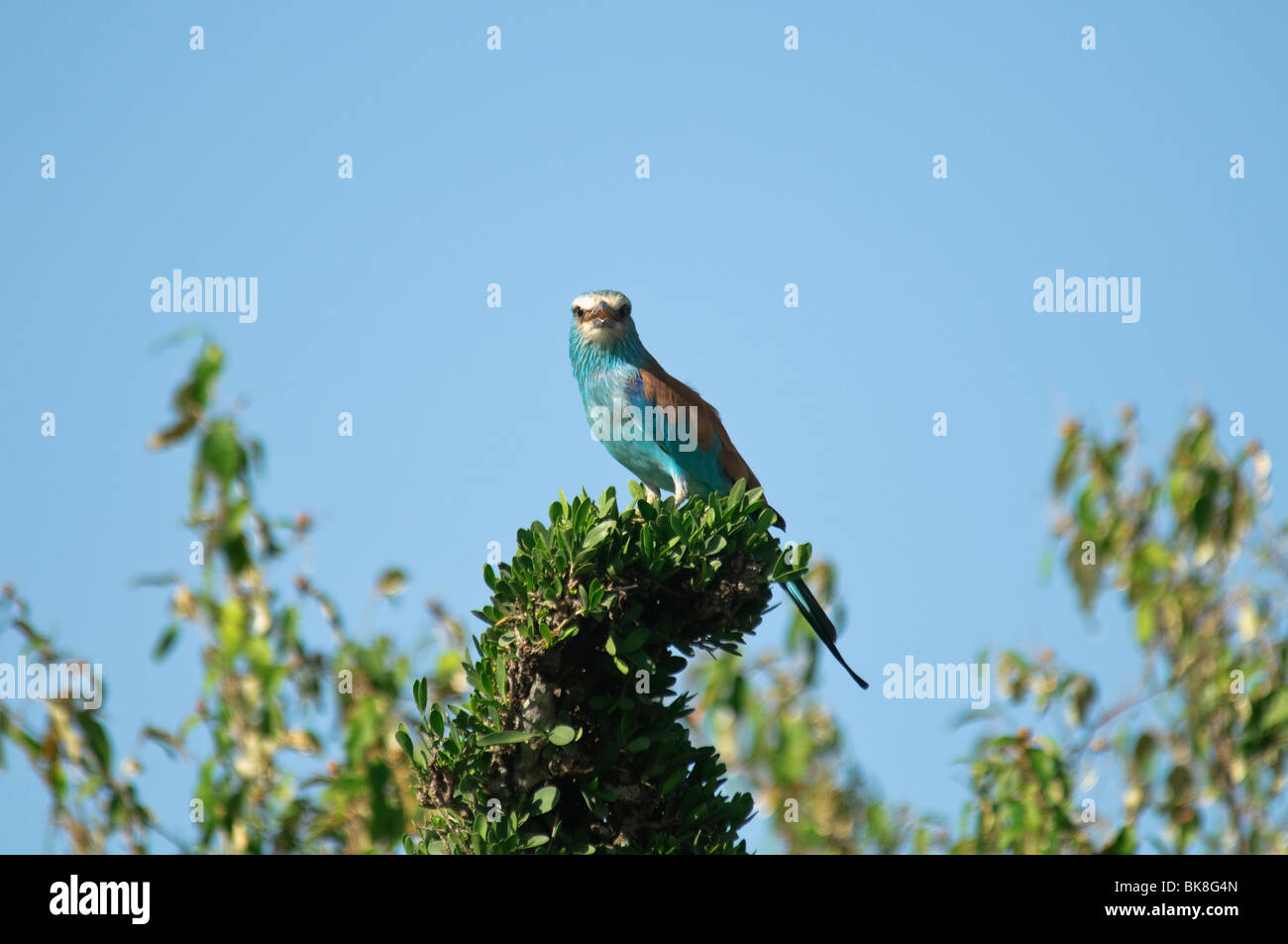 Abessinier Rolle Coracias Abyssinica, sitzen auf einem Busch Stockfoto