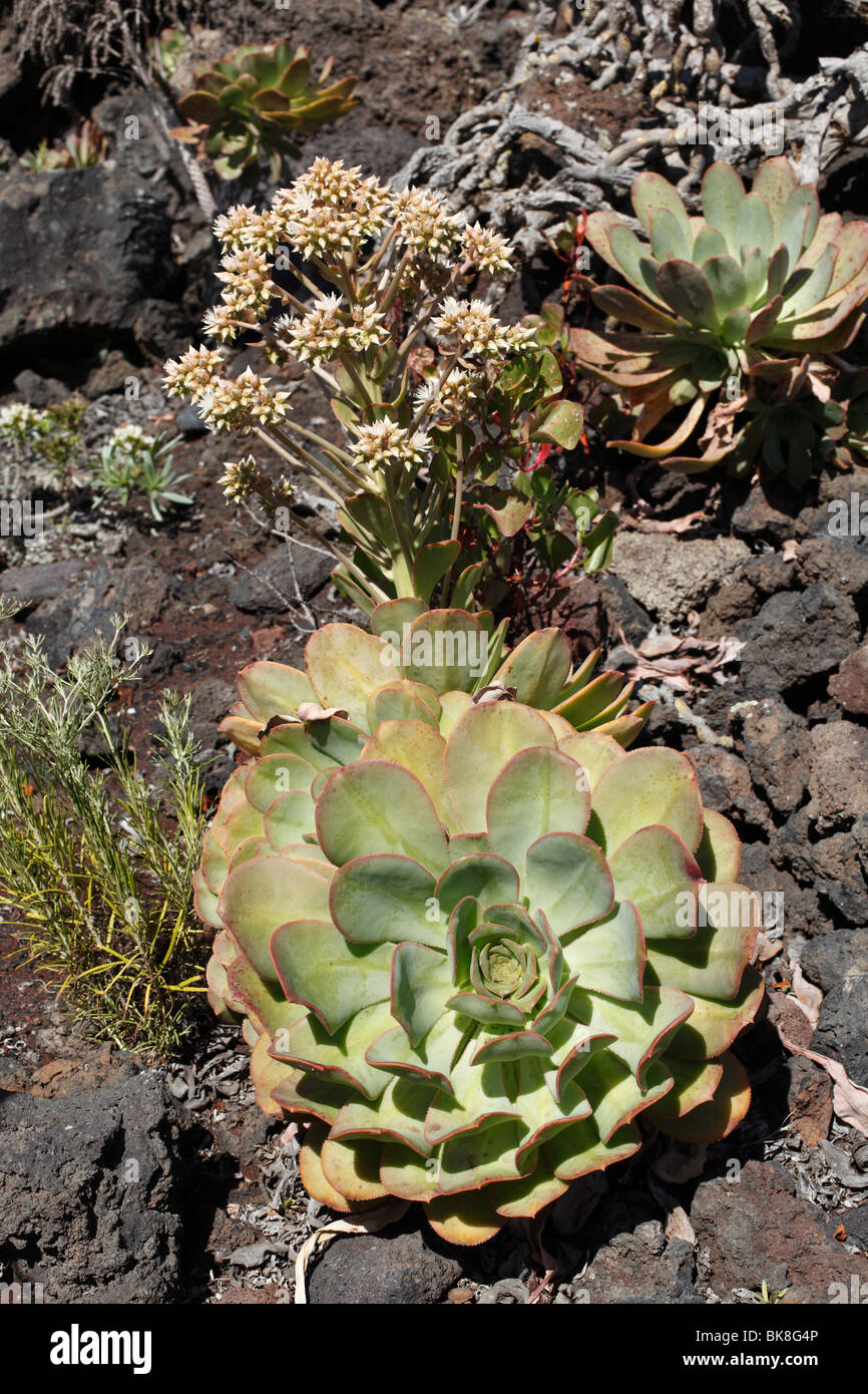 Blühende Bramwell Aeonium (Aeonium Mascaense), La Palma, endemische Arten, La Palma, Kanarische Inseln, Spanien, Europa Stockfoto