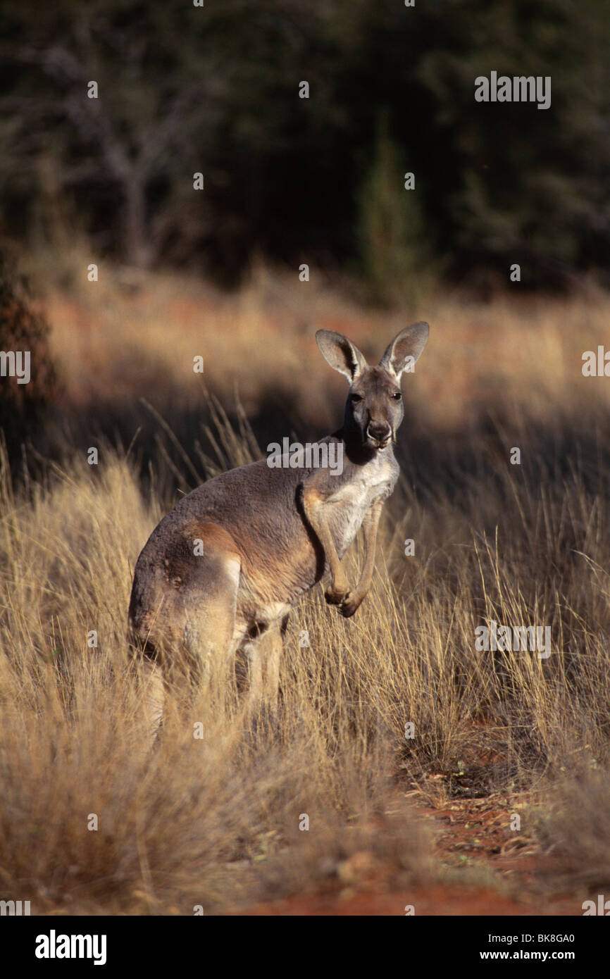 Roter Känguruh (Macropus Rufus), Outback, Northern Territory, Australien Stockfoto