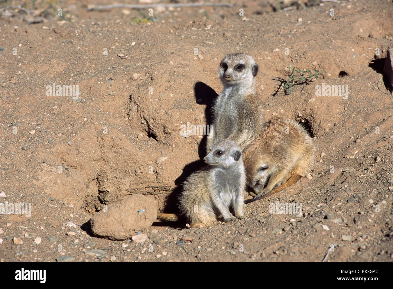Erdmännchen (Suricata Suricatta), Bewachung jung, Namibia, Afrika Stockfoto