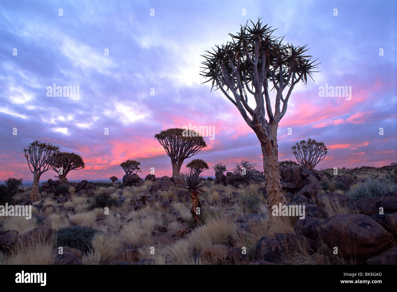 Köcherbaumwald (Aloe Dichotoma), Sunrise, Gariganus Farm, in der Nähe von Keetmanshoop, Namibia, Afrika Stockfoto