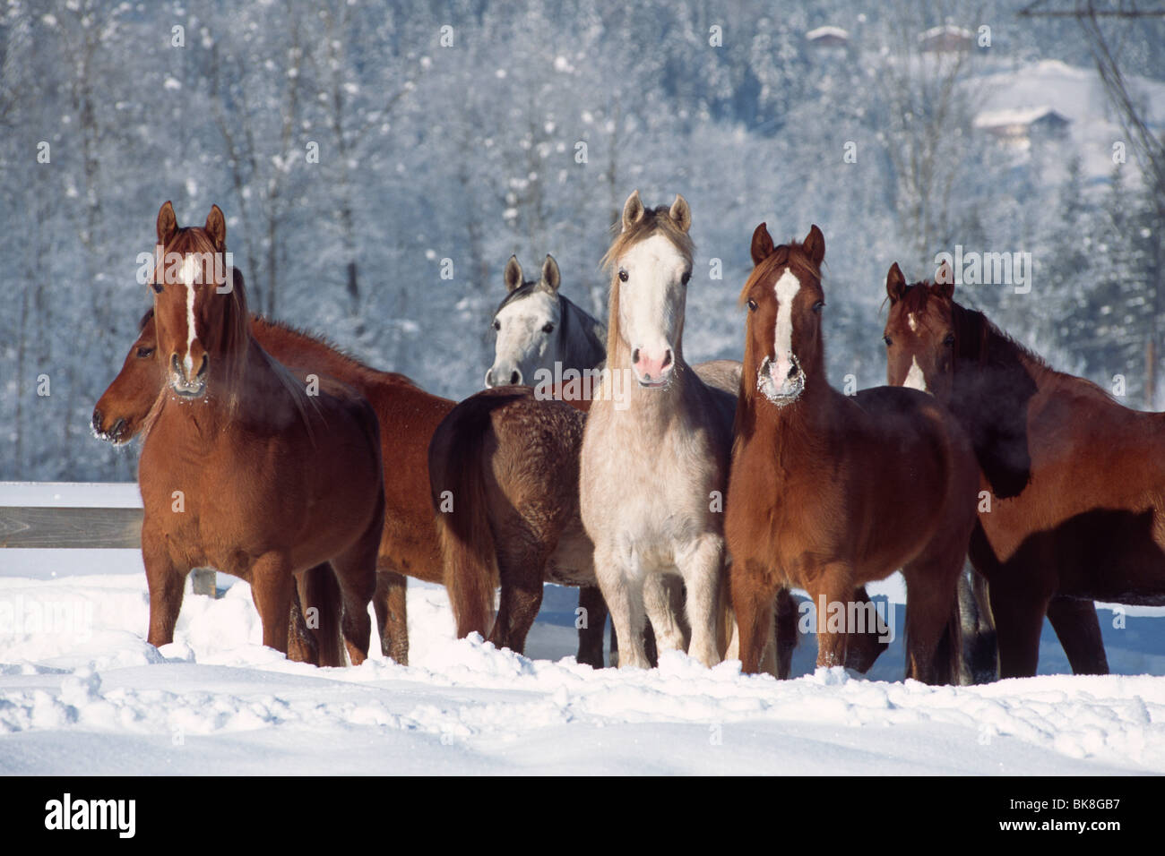 Herde von Spanisch-arabischen Pferde im Tiefschnee, Stuten, Nord-Tirol, Austria, Europe Stockfoto