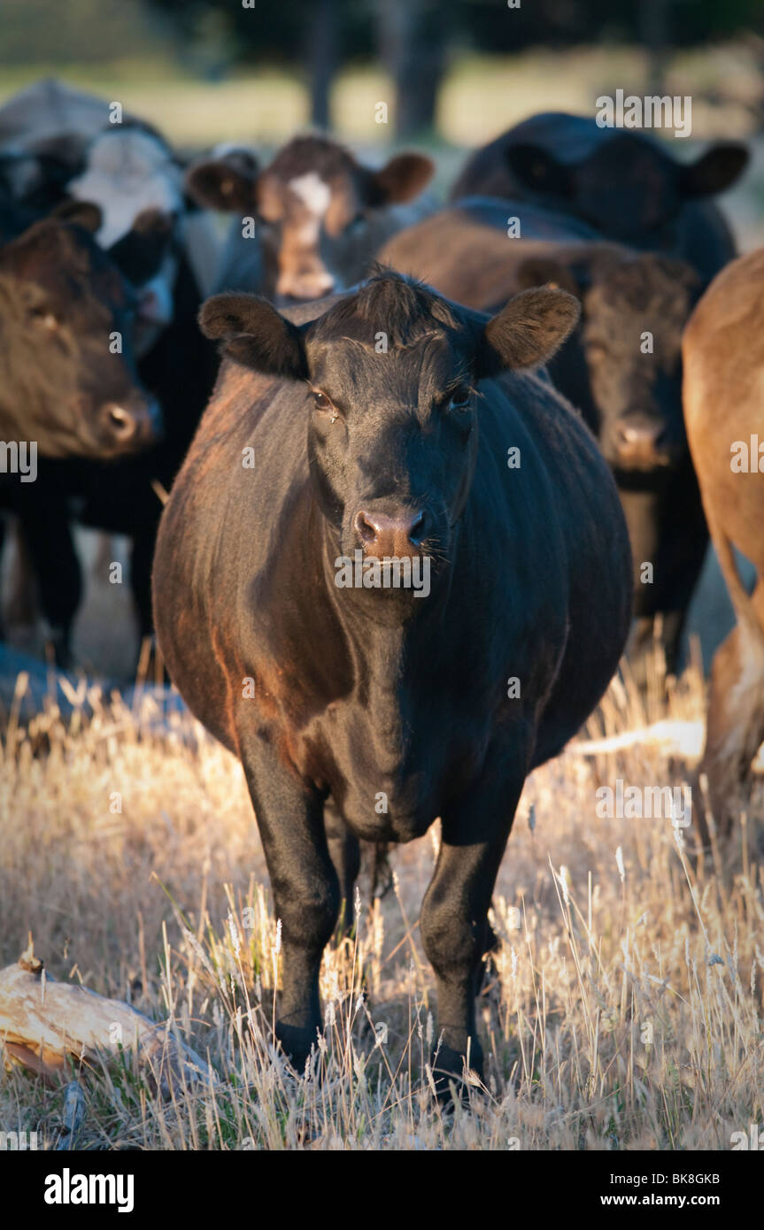 Schwarzen Rinder Stockfoto