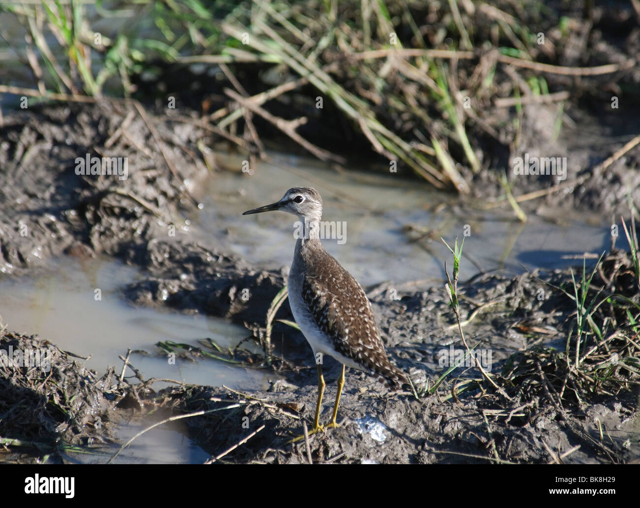 Wood Sandpiper Tringa Glareola stehen ein Pool Stockfoto