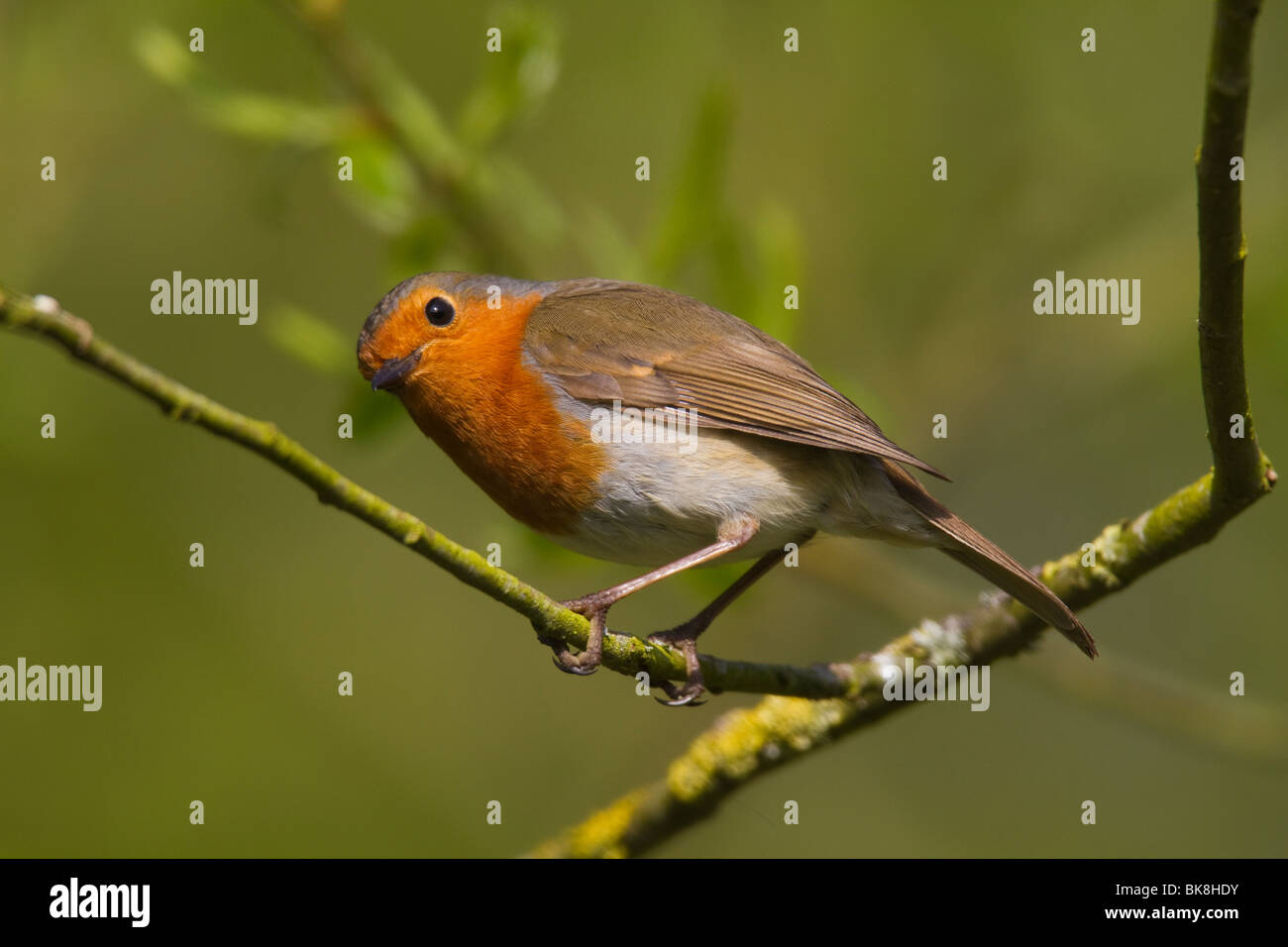 Rotkehlchen (Erithacus Rubecula) Stockfoto