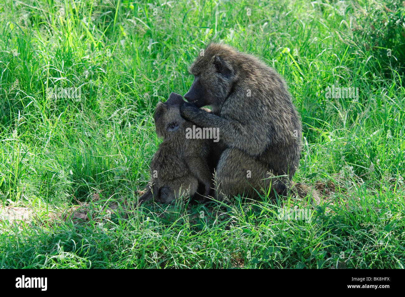 Privathaus Anubis Herrn Raw Ranked Sites 2019 09 23