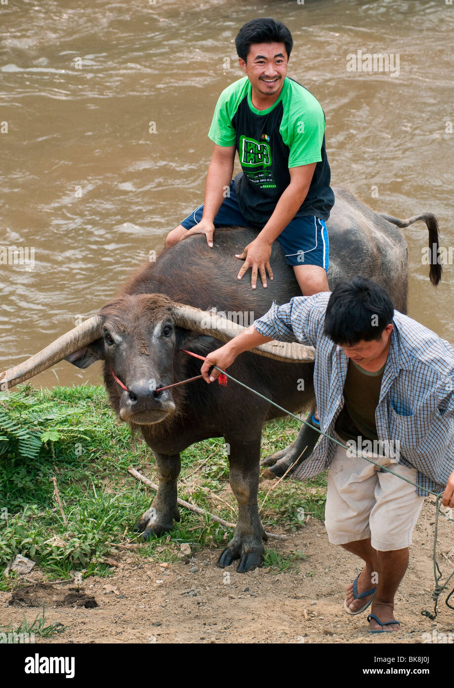 Zwei Thai Männer führt einen Wasserbüffel aus einem Fluss in ländlichen Chiang Mai, Thailand. Stockfoto