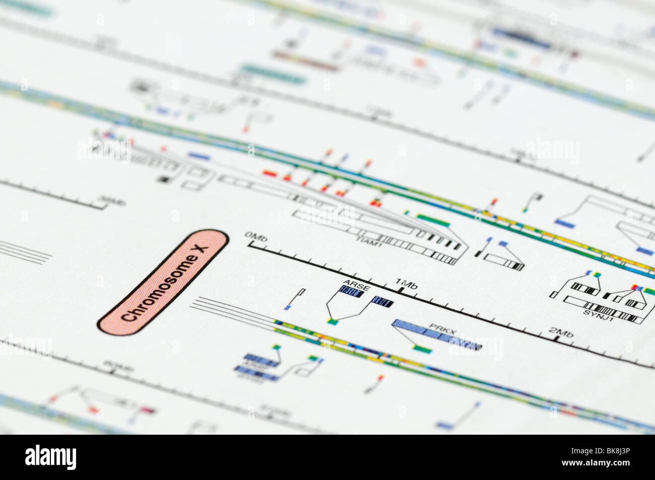 Karte des menschlichen Genoms konzentriert sich auf dem x-Chromosom. Stockfoto
