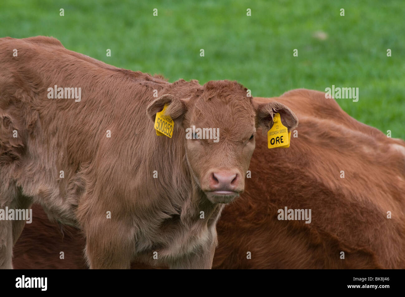 Kühe und Kälber auf der Wiese bei Markenfield Farm, Ripon Stockfoto