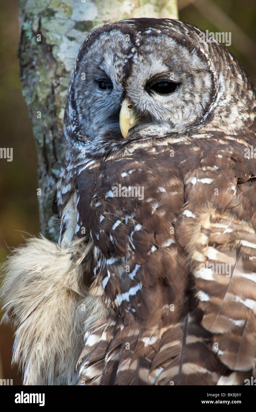 Diese Streifenkauz bei Pocomoke River State Park in Maryland ist unter der Obhut des National Park Service. Stockfoto