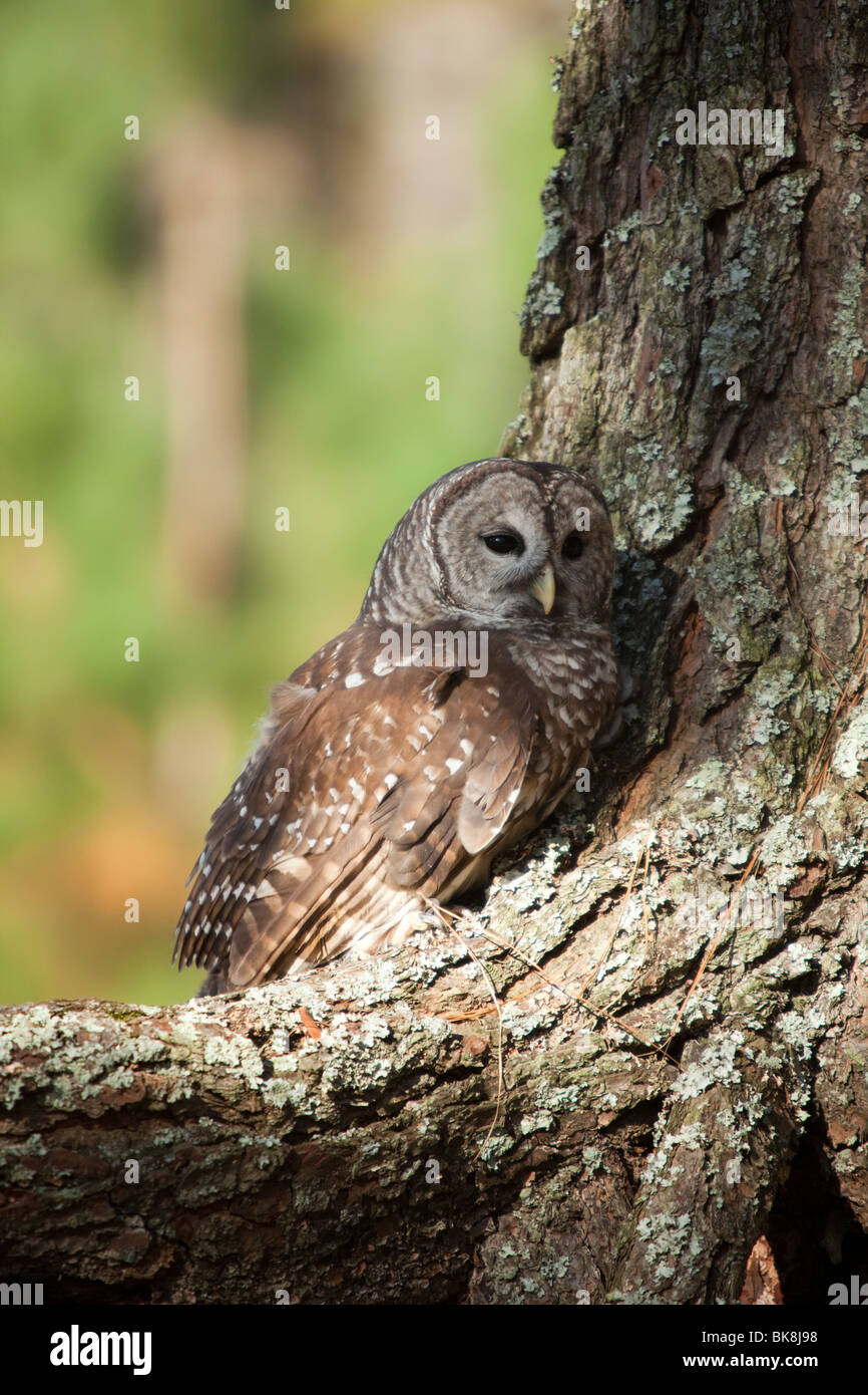 Diese Streifenkauz bei Pocomoke River State Park in Maryland ist unter der Obhut des National Park Service. Stockfoto
