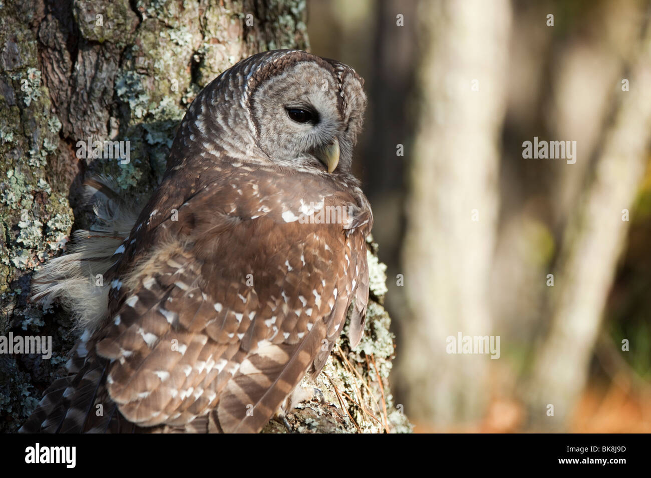Diese Streifenkauz bei Pocomoke River State Park in Maryland ist unter der Obhut des National Park Service. Stockfoto