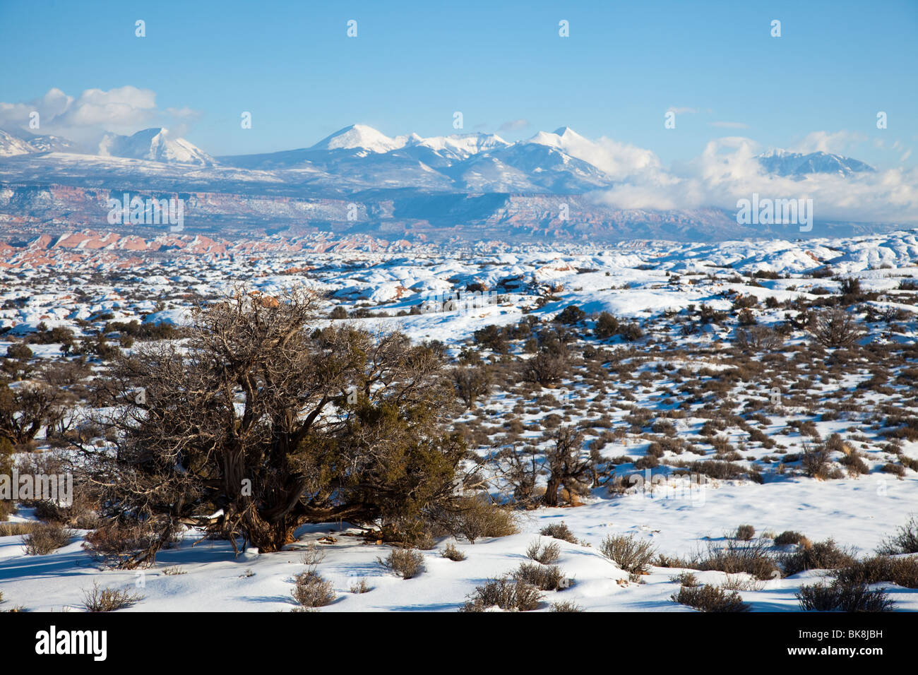 Arches National Park, in der Nähe von Moab, Utah, Manti-La Sal Mountains im Hintergrund. Stockfoto