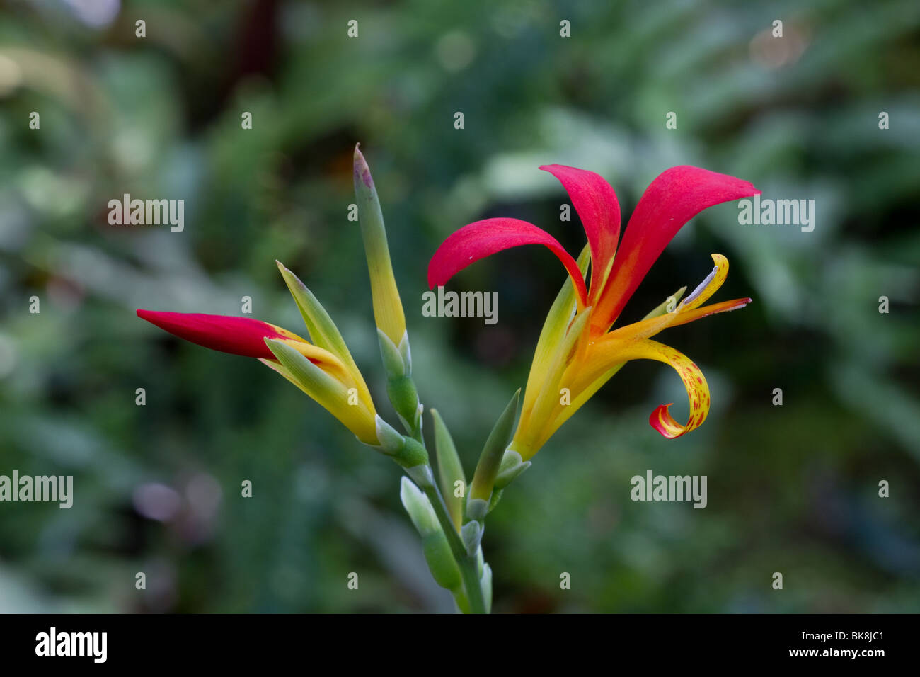 Canna Lily, Canna Indica, afrikanische Maranta, essbare, lila Pfeilwurz