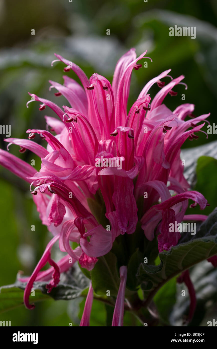 Tropische Pflanze Jacobinia Pohliana, eine rosa Blume bei Dundee  Botanischer Garten, Tayside, Scotland, UK Stockfotografie - Alamy