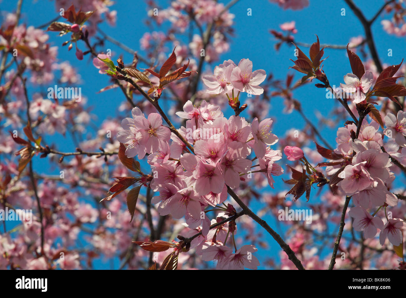 Sonnendurchflutetes Kirschblüte Stockfoto