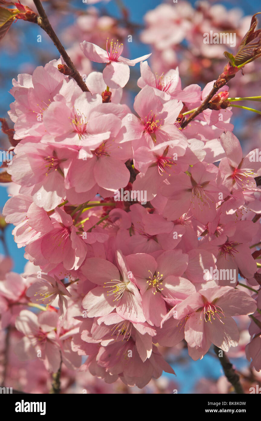 Sonnendurchflutetes Kirschblüte Stockfoto
