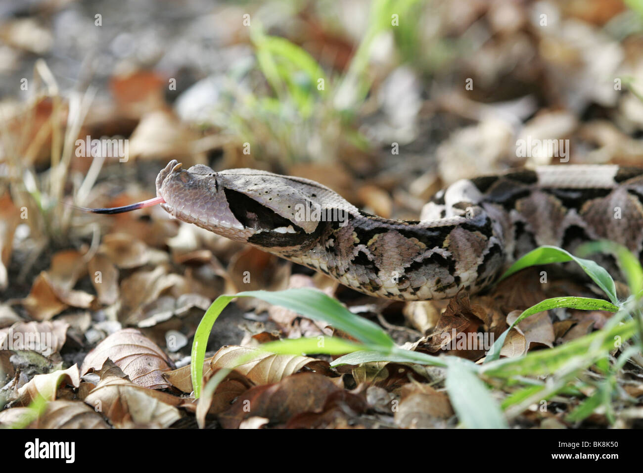Gabun Viper, Südafrika, getarnt Stockfotografie Alamy
