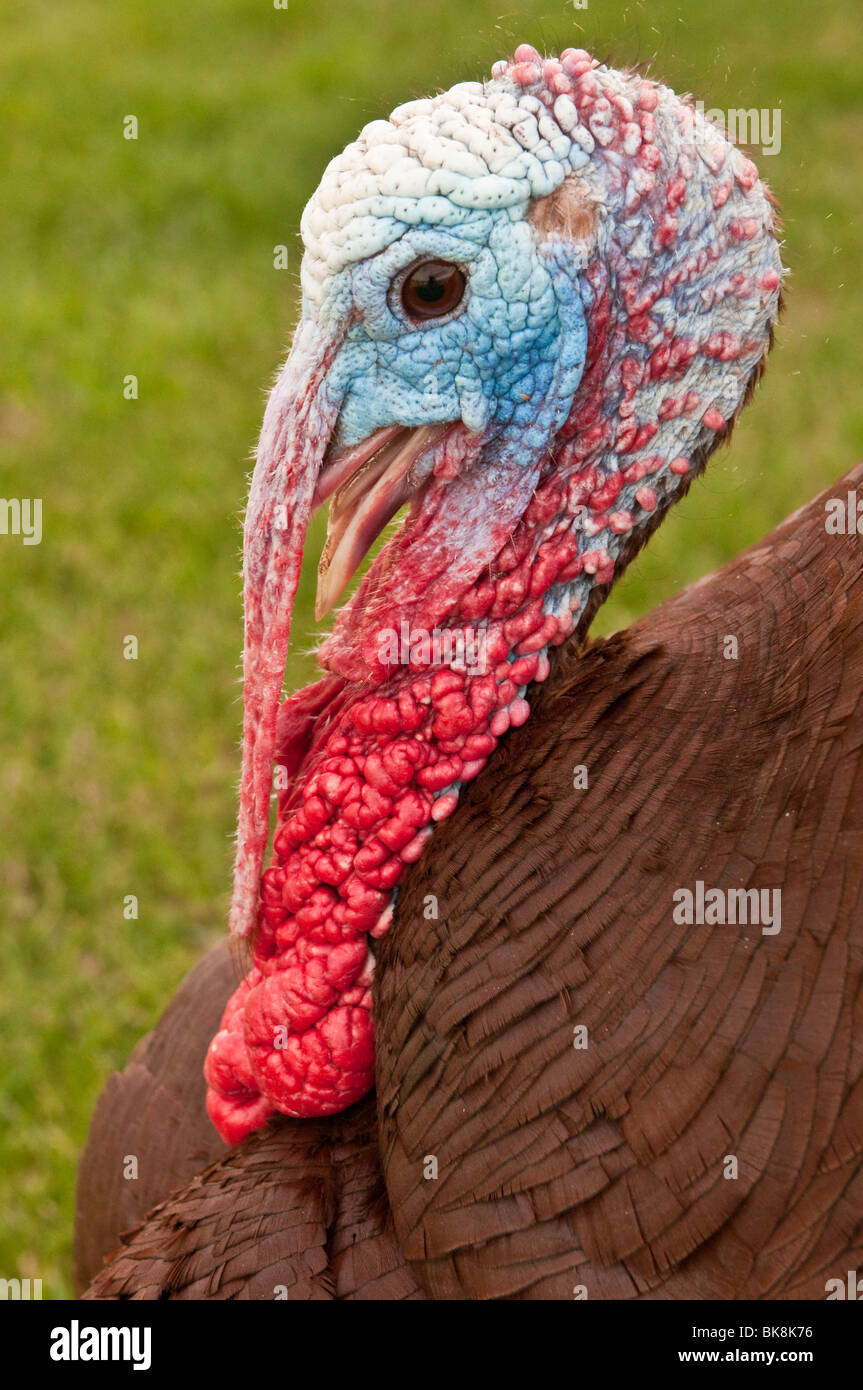 Wilder Truthahn, Meleagris Gallopavo, Männlich, Custer, South Dakota, USA Stockfoto