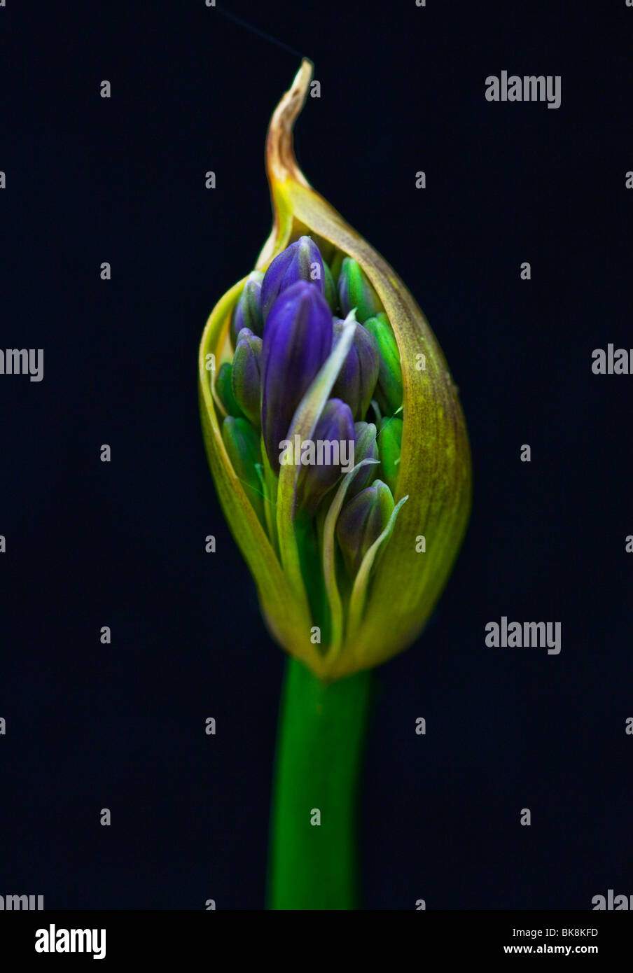 Nahaufnahme einer Evolventen Agapanthus-Blume Stockfoto