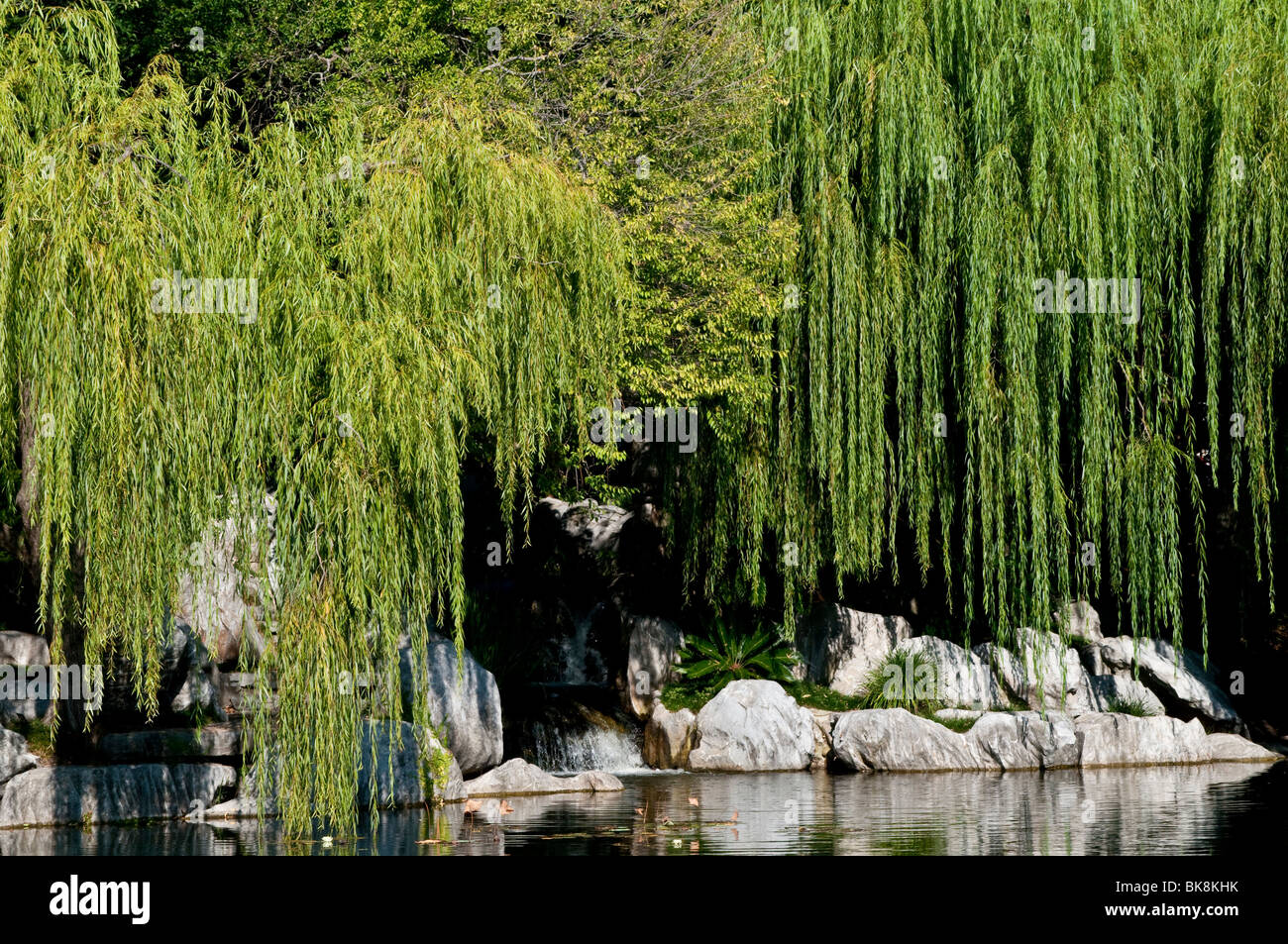 Willow Bäume und Felsen, Chinese Garden, Sydney, Australien Stockfoto