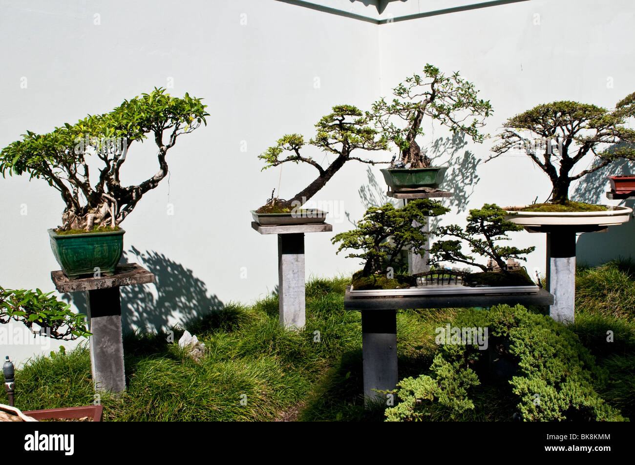 Chinesische Bonsai Stockfotos und bilder Kaufen Alamy
