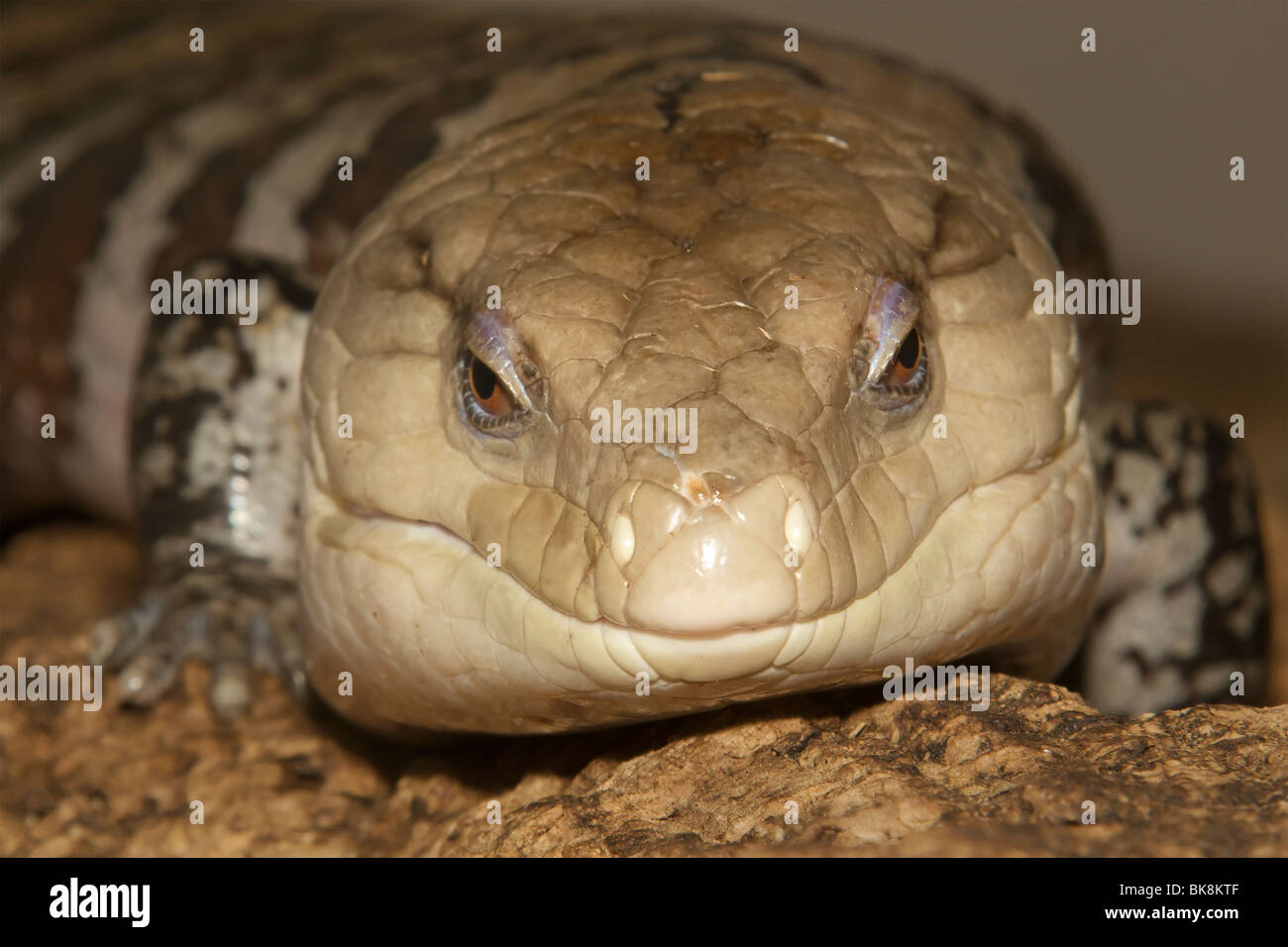 Blau-genutet Skink (Tiliqua Scincoides) Stockfoto