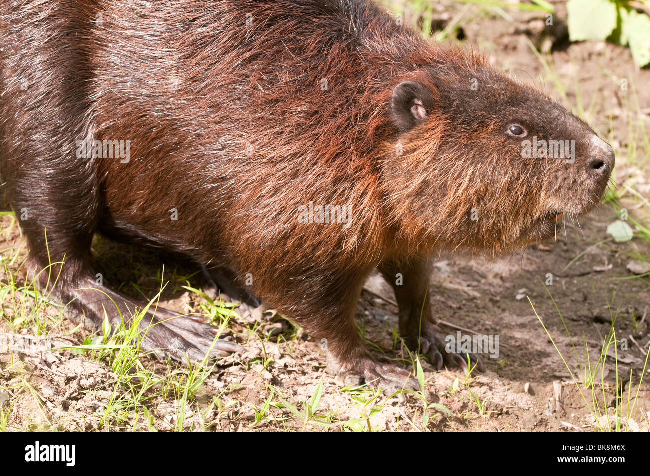 Nordamerikanische Biber Castor Canadensis, Minnesota, USA Stockfoto