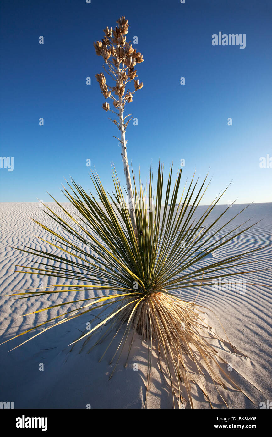 Yucca wächst im Sand, White Sands National Park, New Mexico Stockfoto