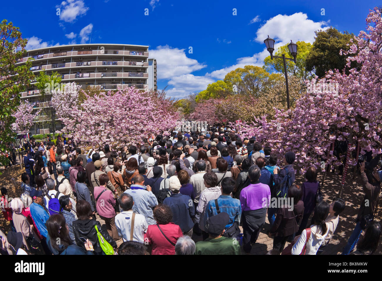 Münze durch die Kirsche blüht Menge Osaka Stockfoto