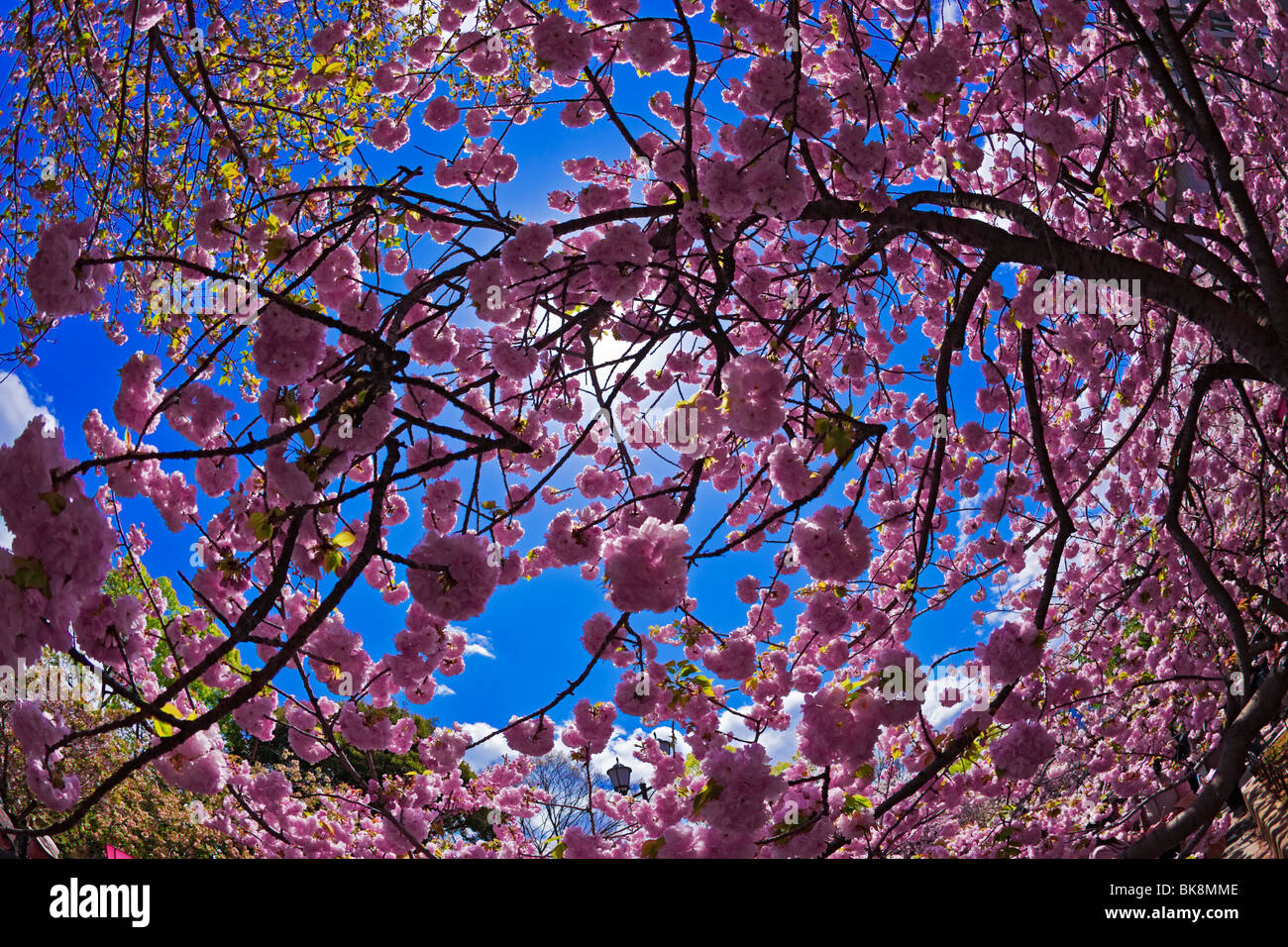 Sakura Hanami kirschrote Blüten Osaka Japan Stockfoto