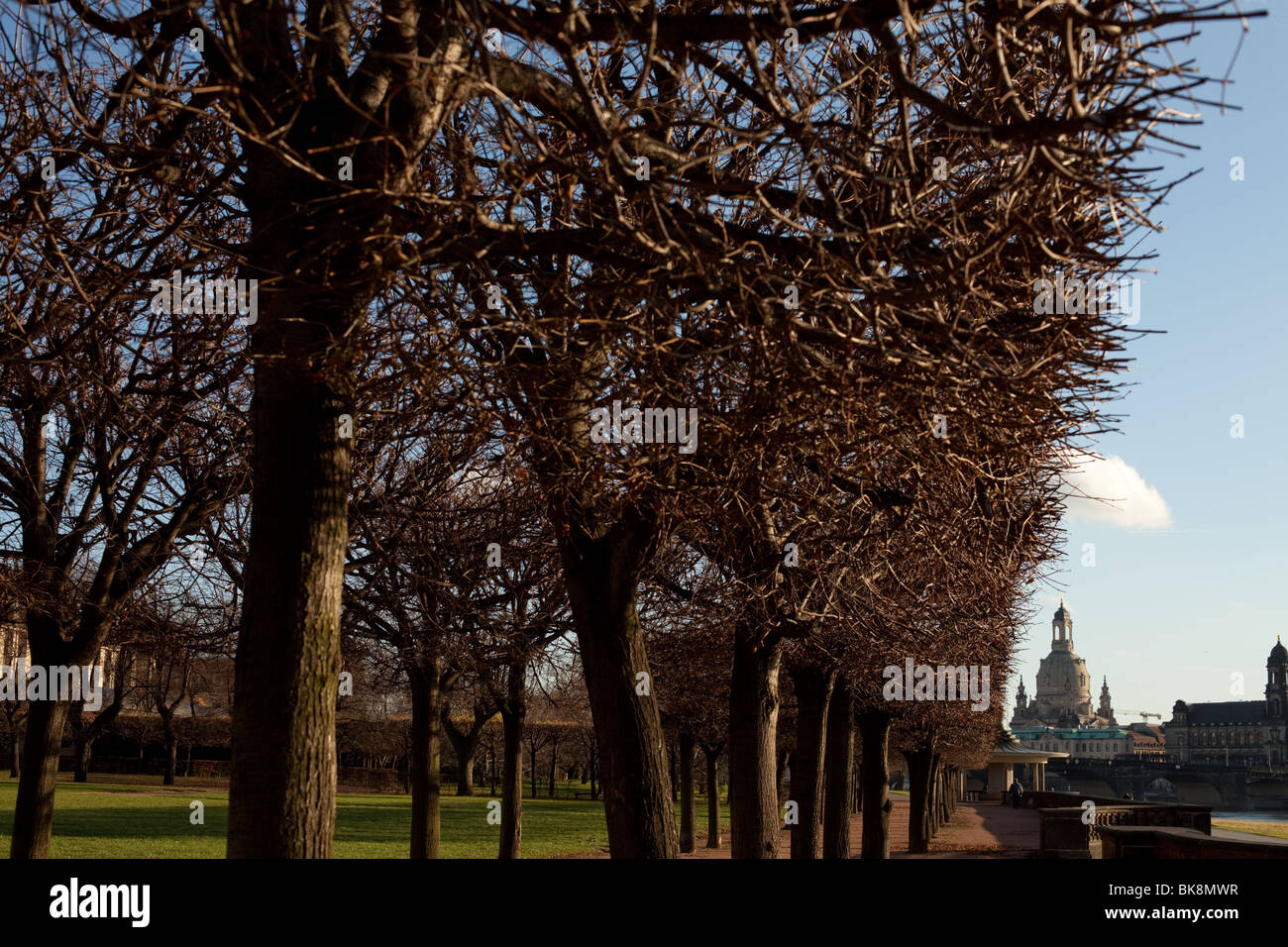 Blick entlang einer Baumreihe in die historische Innenstadt von Dresden, Deutschland, mit der Frauenkirche Stockfoto