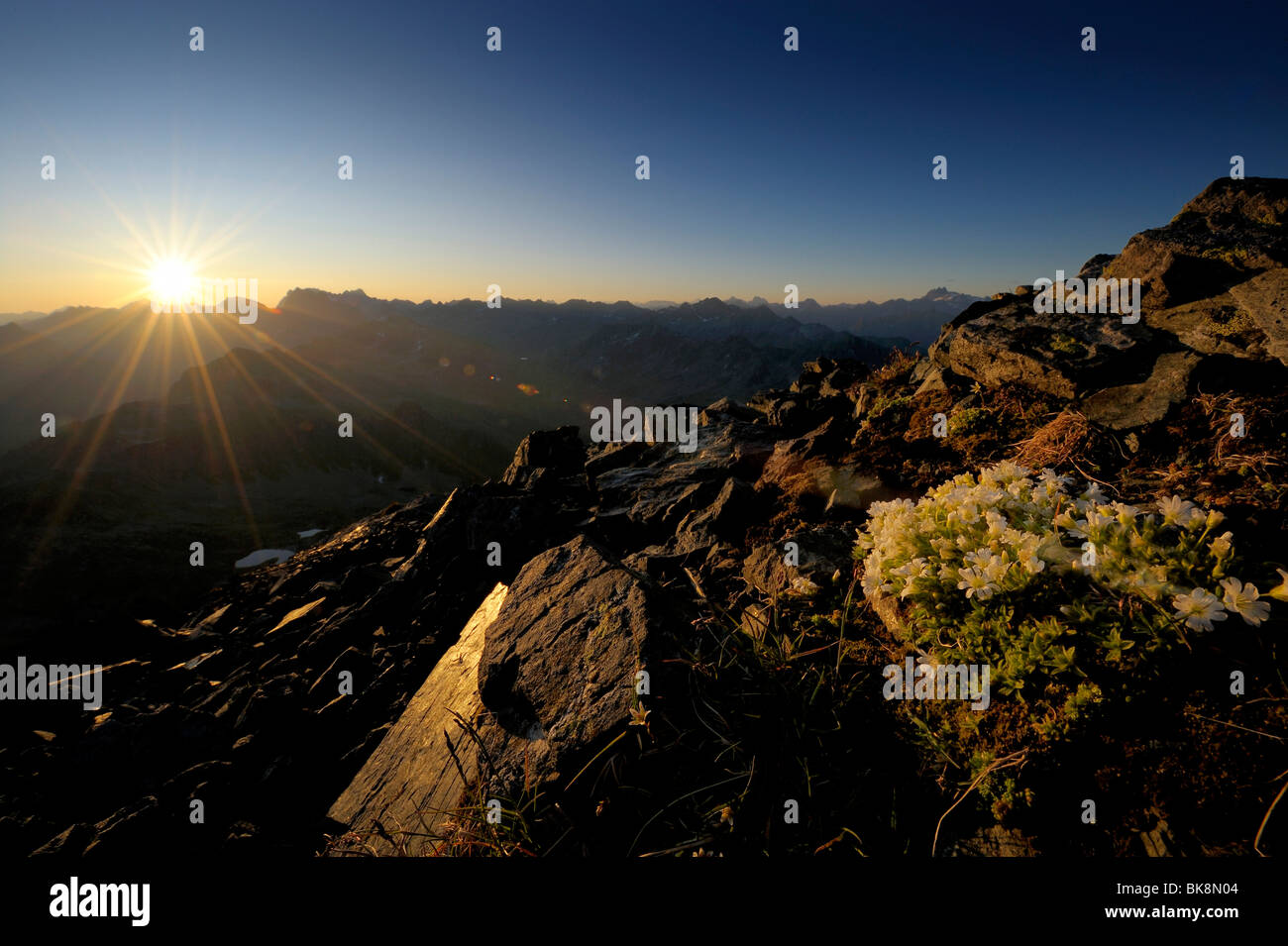 Sonnenaufgang mit Steinbrech oder Stein-Leistungsschalter (Saxifraga Bryoides), Gaschurn, Montafon, Vorarlberg, Austria, Europe Stockfoto