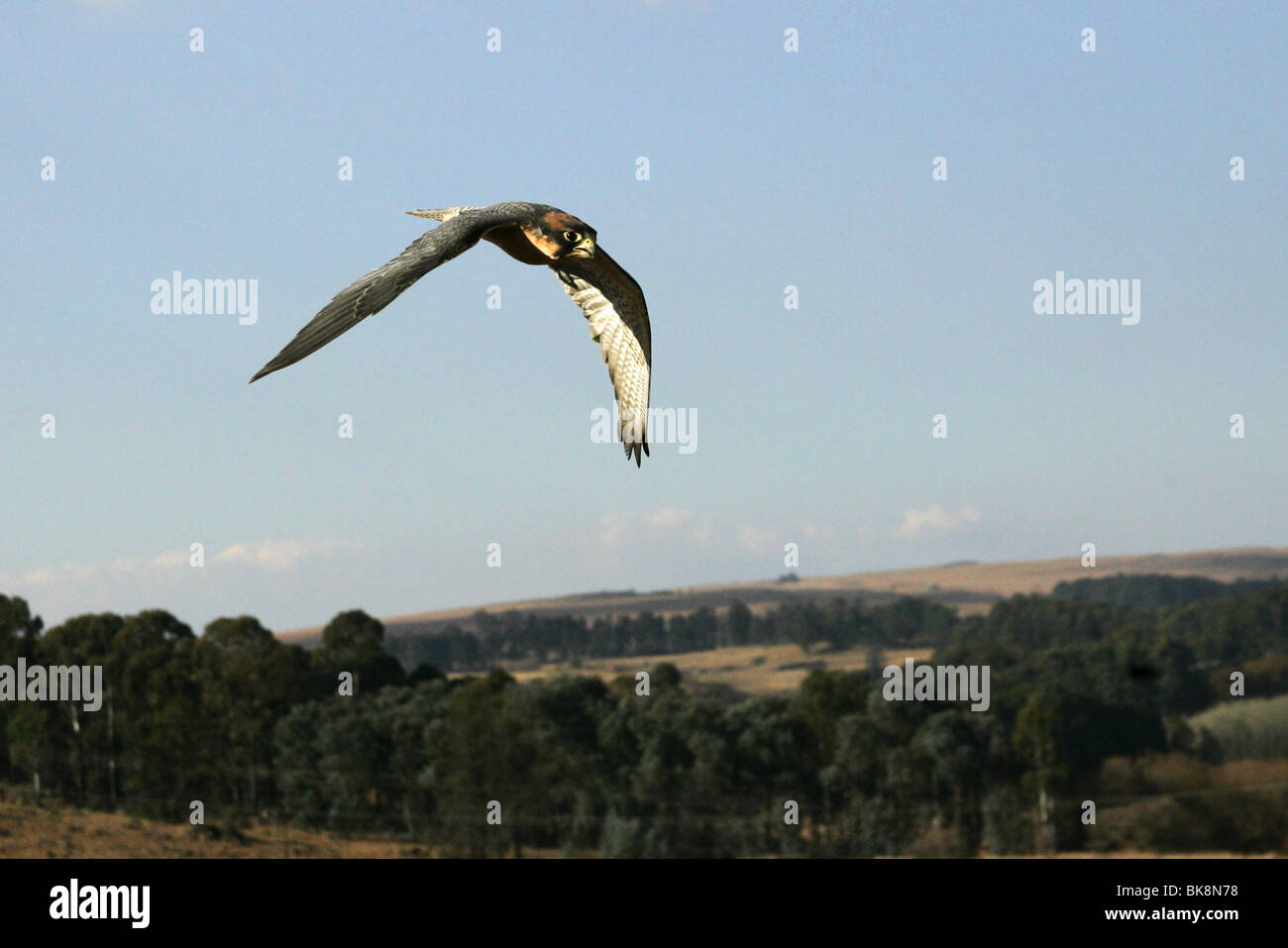 Lanner Falcon in Stoop Tauchen, fliegen, Südafrika Stockfoto