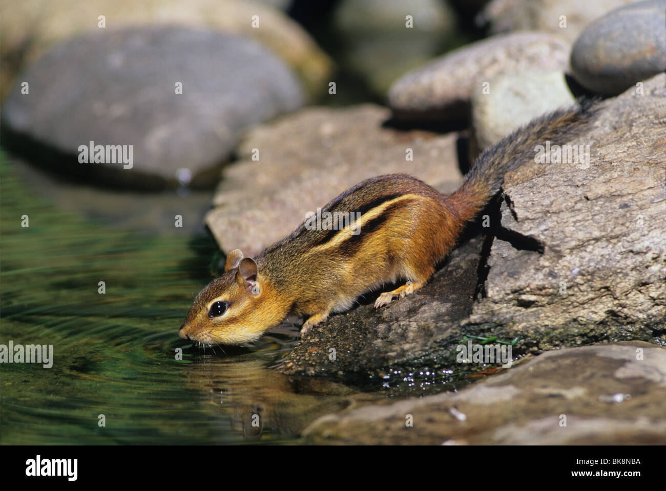 Östlicher Chipmunk (Tamias striatus) trinkt aus dem Teich Ost-Nordamerika, von Skip Moody/Dembinsky Photo Assoc Stockfoto
