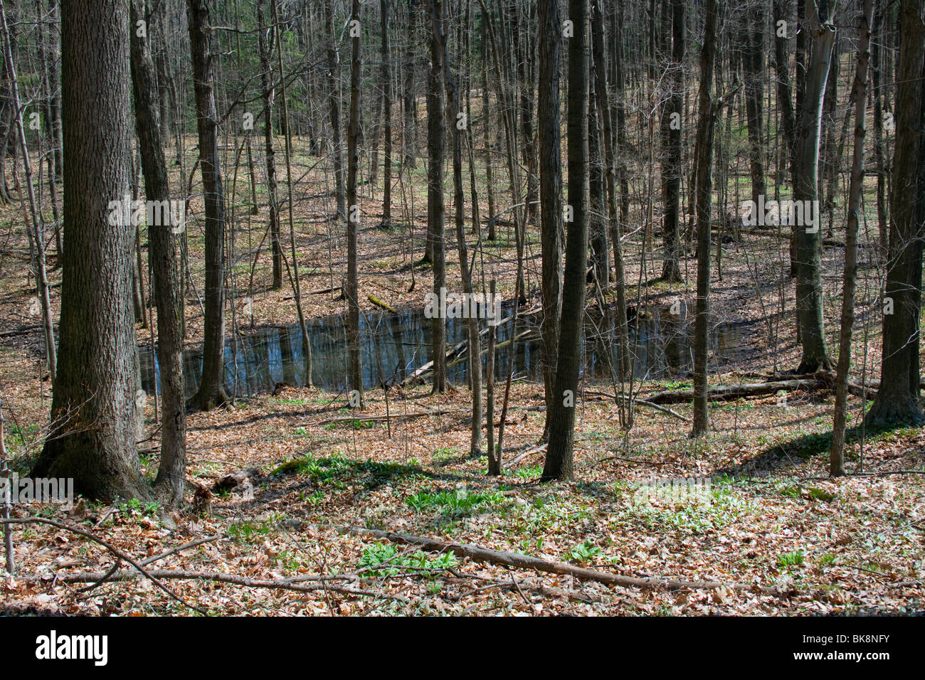 Frühlingsteich Eastern Laubwald Early Spring E USA by Carol Dembinsky/Dembinsky Photo Assoc Stockfoto