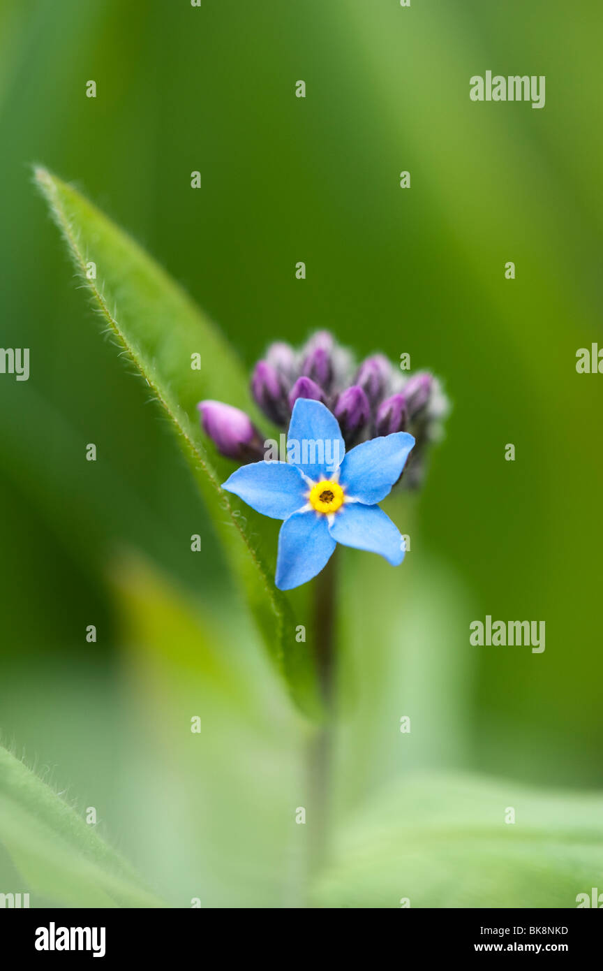 Myosotis Sylvatica. Vergissmeinnicht Blumen Stockfoto