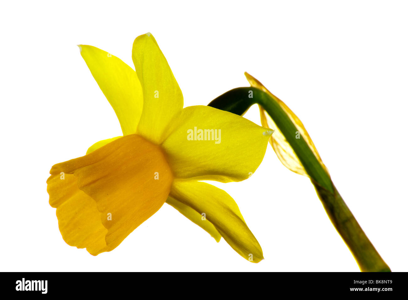 Gelbe Narzisse Blüte vor weißem Hintergrund fotografiert. Stockfoto