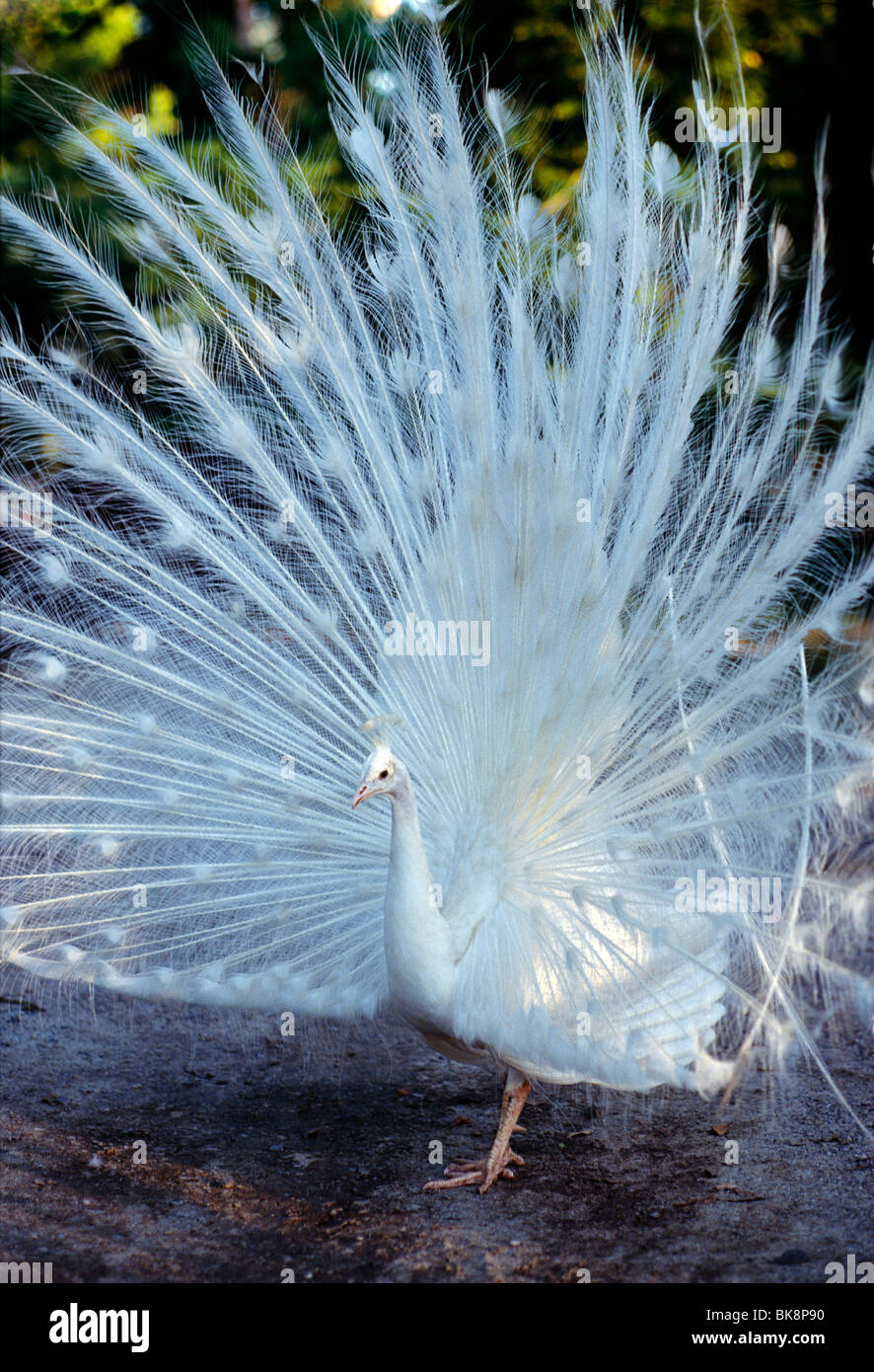 Weißer Pfau streben seine Federn, Magnolia Plantation & Gärten, Charleston, South Carolina, USA Stockfoto