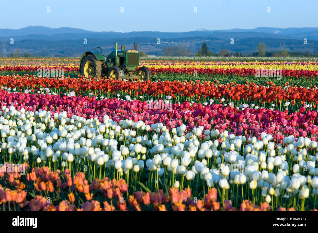 Bereich der Tulpen, Blumen und John Deere Traktor Stockfoto