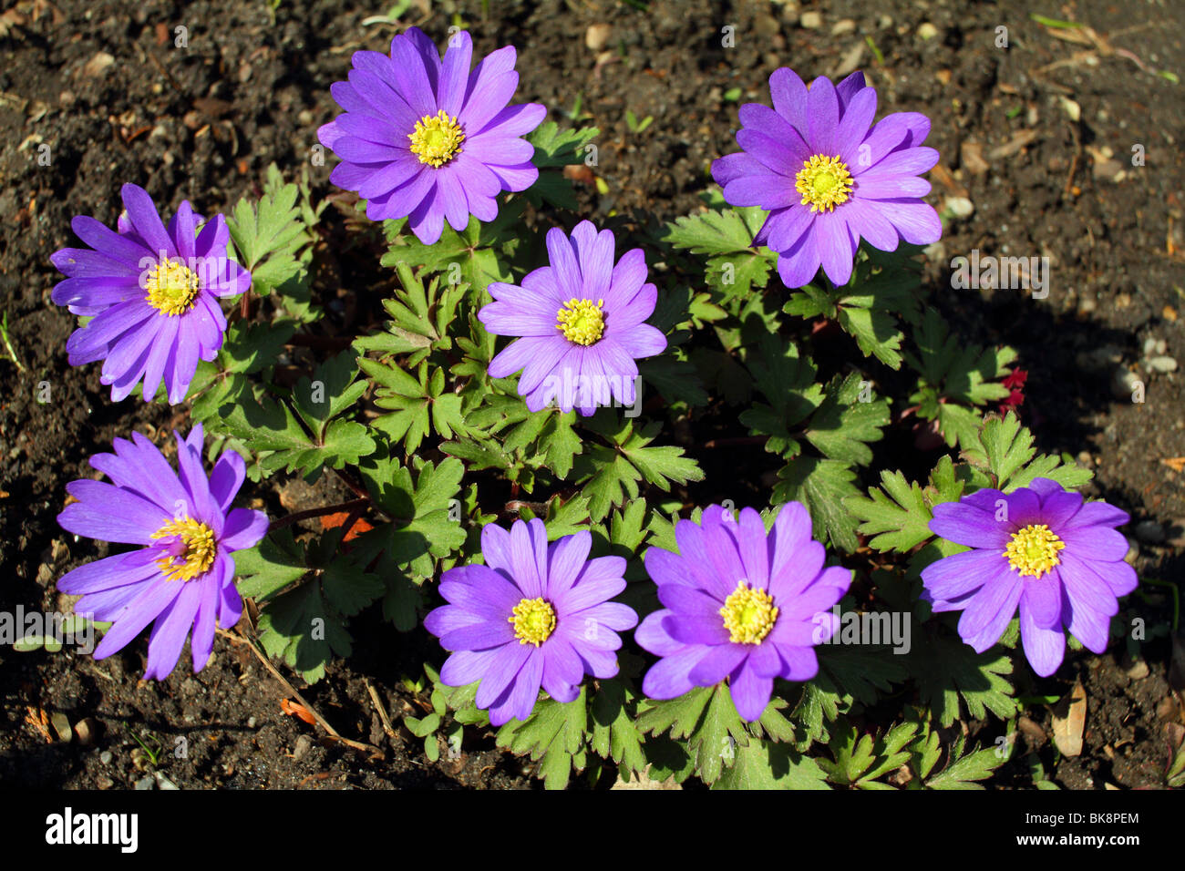 Violette Frühlingsblumen Anemone hautnah Anemone blanda Stockfoto