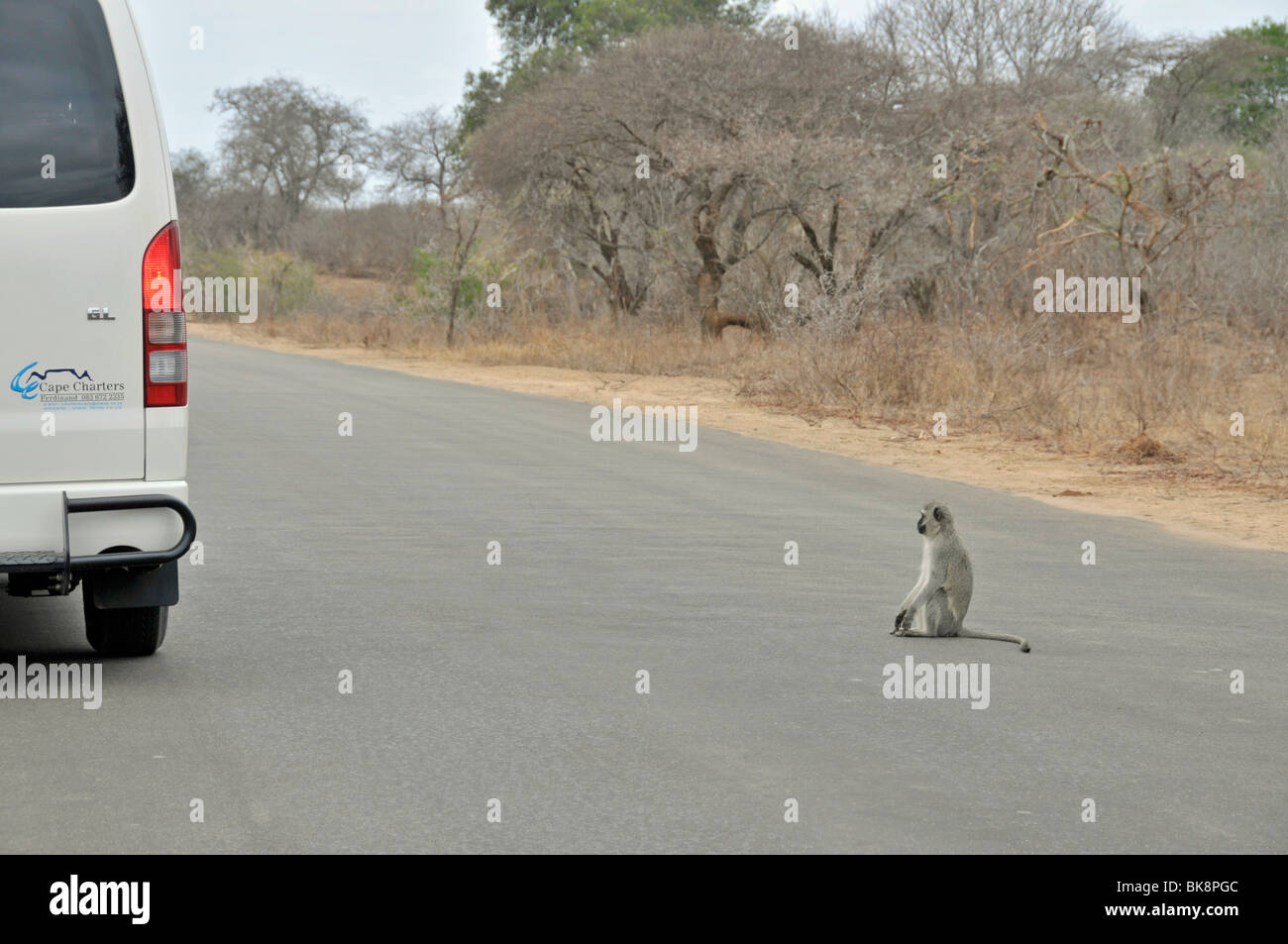 Vervet Affen (grüne Aethiops) Betteln im Kruger National Park, Südafrika, Afrika Stockfoto